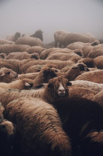 哺乳动物,放牧,有雾,牛群,牧场,牲畜,田园,羊-海量高质量免版权图片