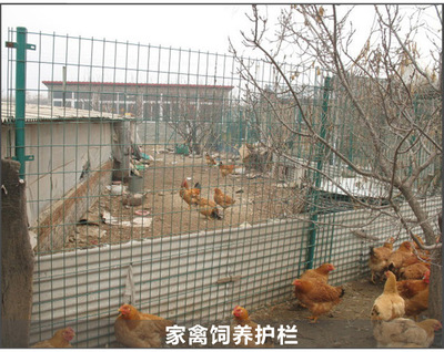 现货供应养殖用网散养鸡围网围栏量大从优