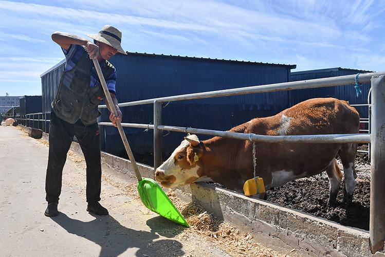 新闻 图片库 图片新华社记者 李欣 摄 成峰牲畜交易市场位于内蒙古