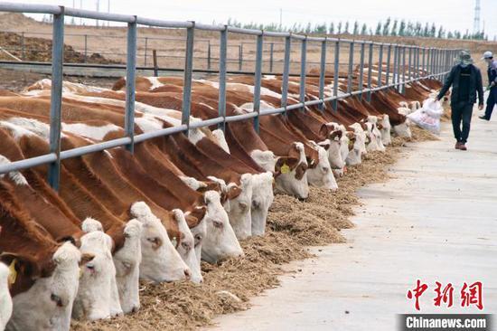 2019年,阿勒泰地区牲畜最高饲养量逾421万头(只),其中饲养牛逾83万头.