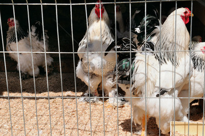 家禽饲养场鸡坐在露天笼子里吃混合饲料高清图片下载-正版图片303596322