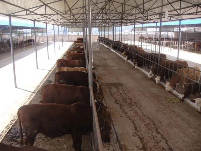 图说巍蒙百年从甸中滇西大牲畜交易市场变迁看巍山肉牛产业发展