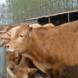 肉牛常见病的预防与治疗 种牛肉牛基地 育肥牛架子牛