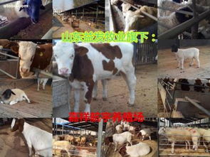 养殖基地,价格,厂家,供应商,牲畜,嘉祥县航宇牛羊驴养殖场 热卖促销