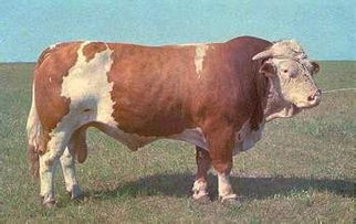 肉牛养殖效益 肉牛养殖成本 西门塔尔肉牛