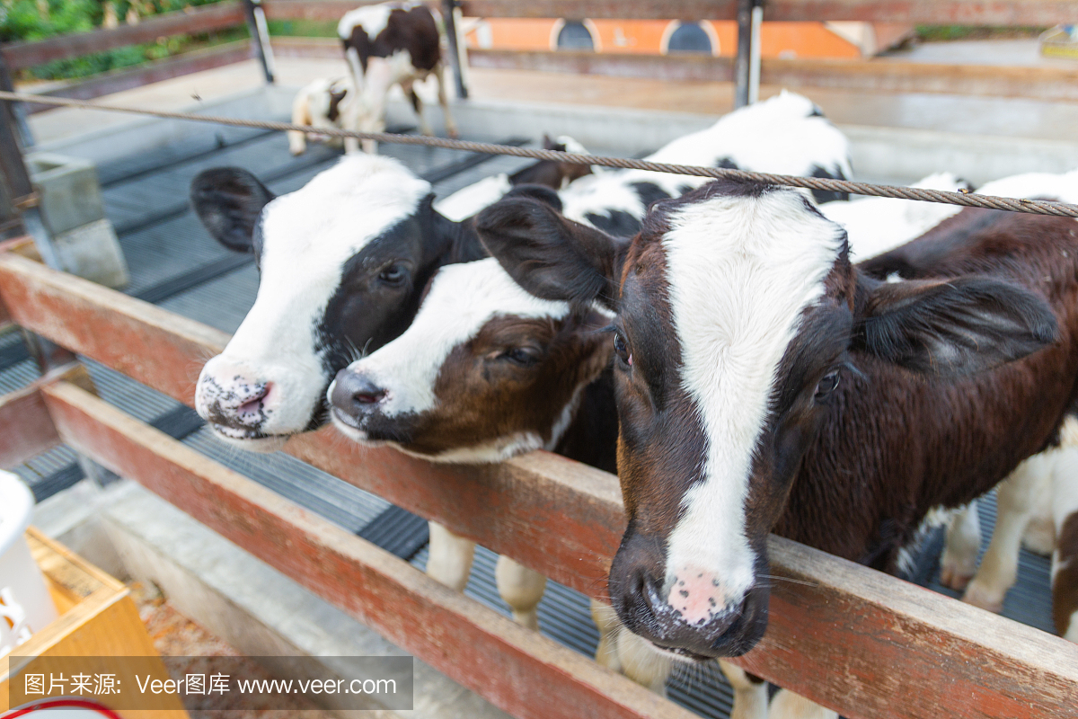 许多小母牛是在农场的奶牛中饲养的。