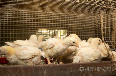 家禽饲养场饲养肉鸡